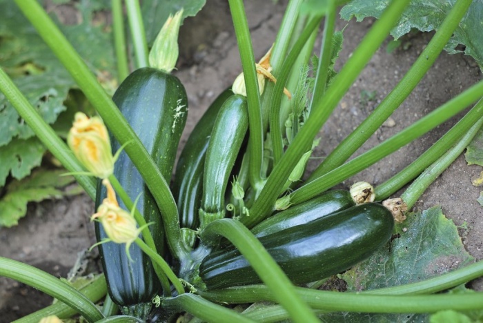 GETTING YOUR HANDS ON A NICE COURGETTE The Leader Newspaper