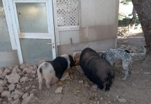 Happy Animales Orihuela-Finca Villamartin