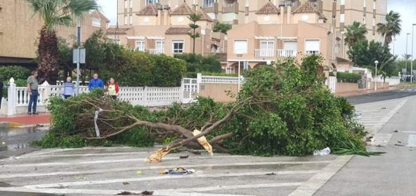The wind was so fierce it actually felled a tree in the middle of Guardamar