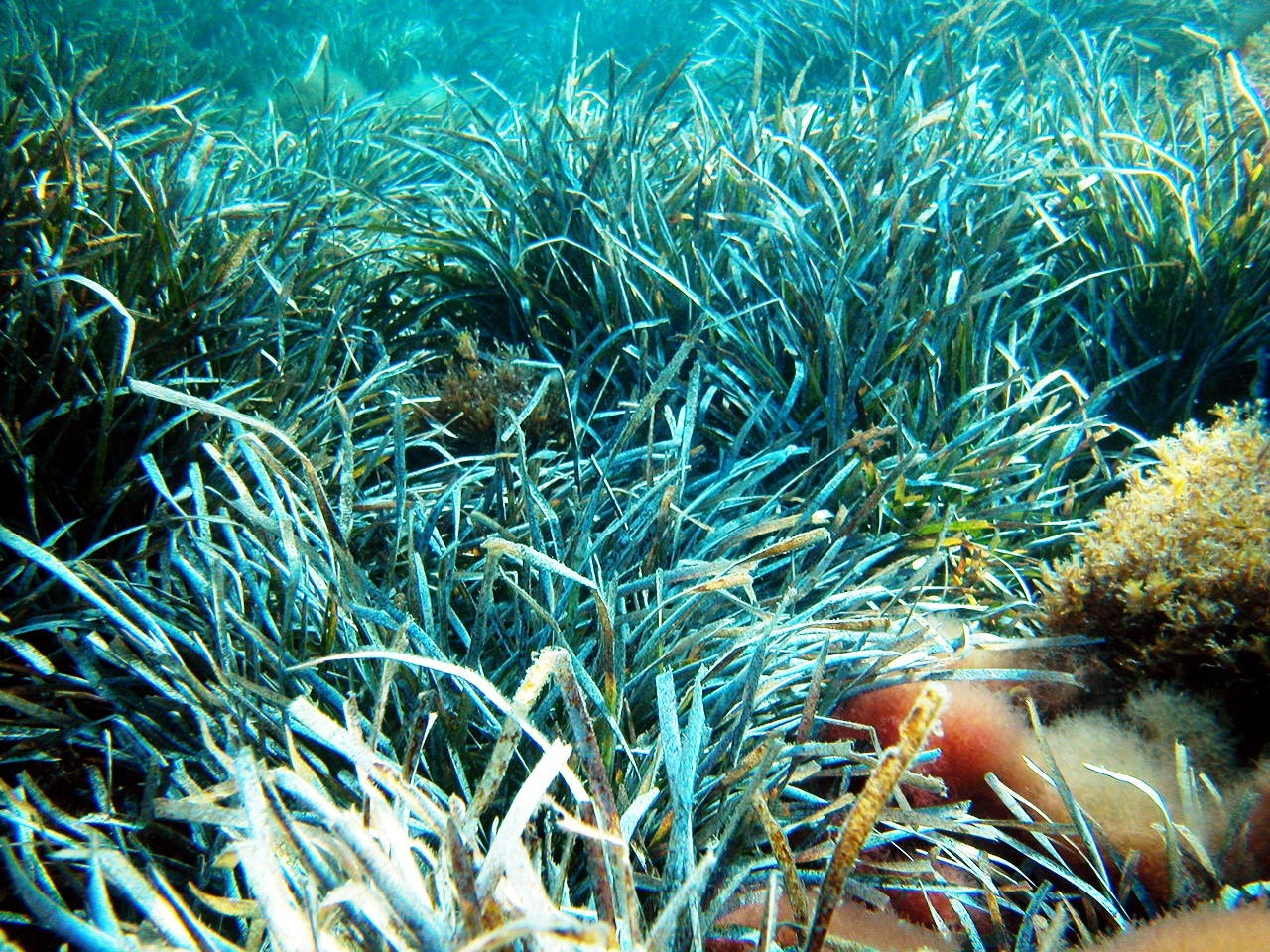 Posidonia oceanica is a seagrass species that is endemic to the Mediterranean Sea.