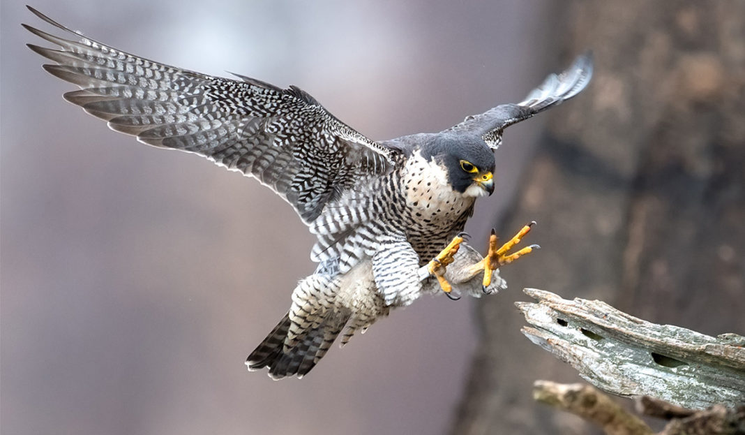 Peregrine Falcon