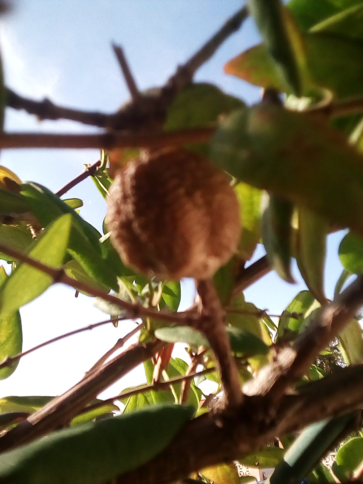 Praying mantis egg sac.