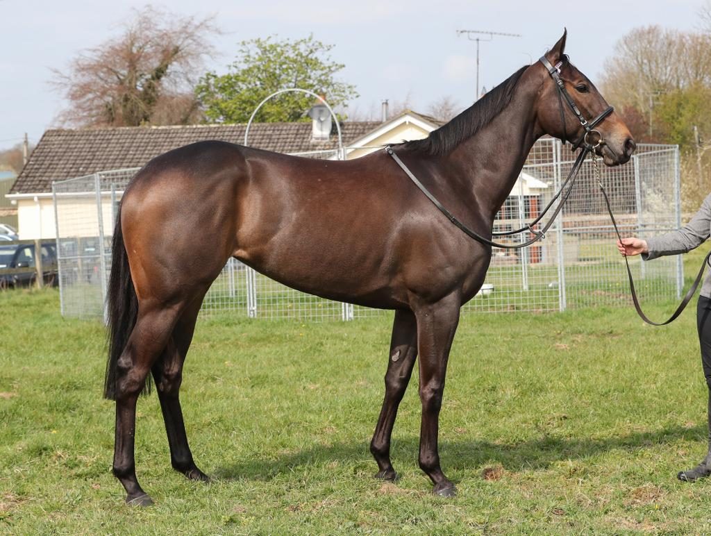 Lady Kaya in fatal accident a head of Royal Ascot. Photo Twitter