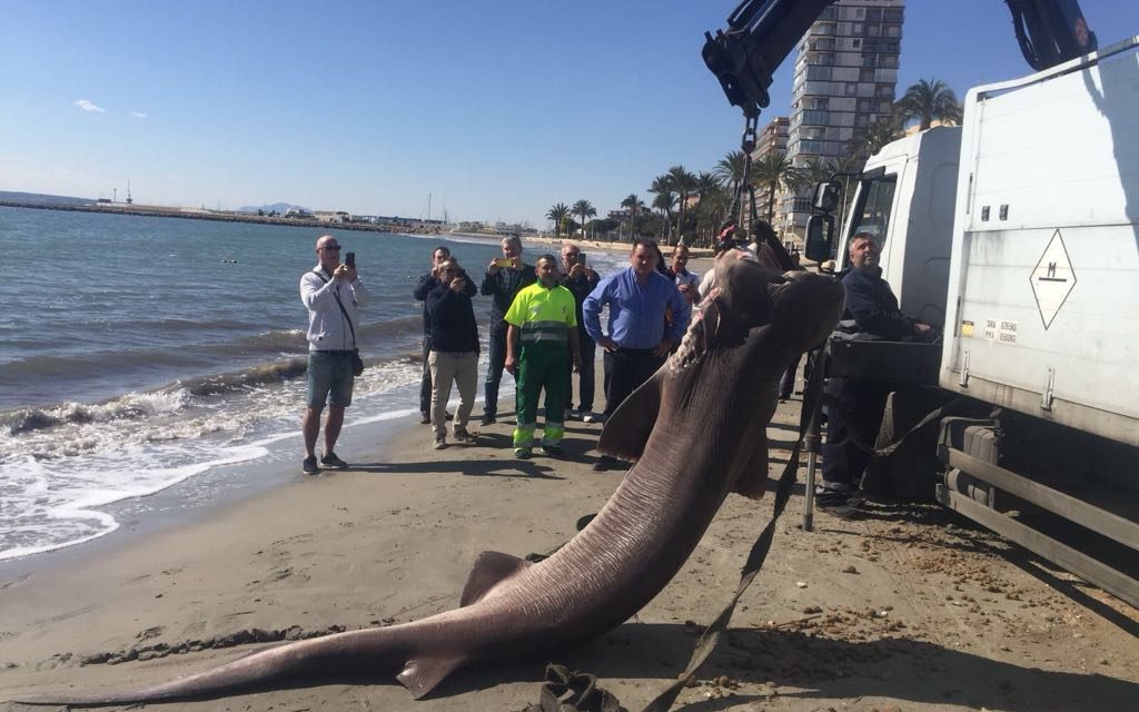 3.6m body of a 200 kg shark is pulled out of the sea at Levante Beach, Santa Pola, in February 2018