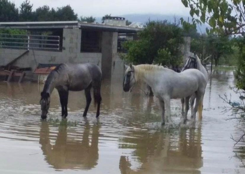 *Horses and stables in the aftermath  of the Gota Fria.