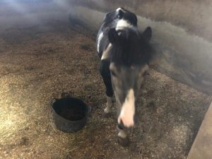 Crevillente male pony rescued 12 August 2109