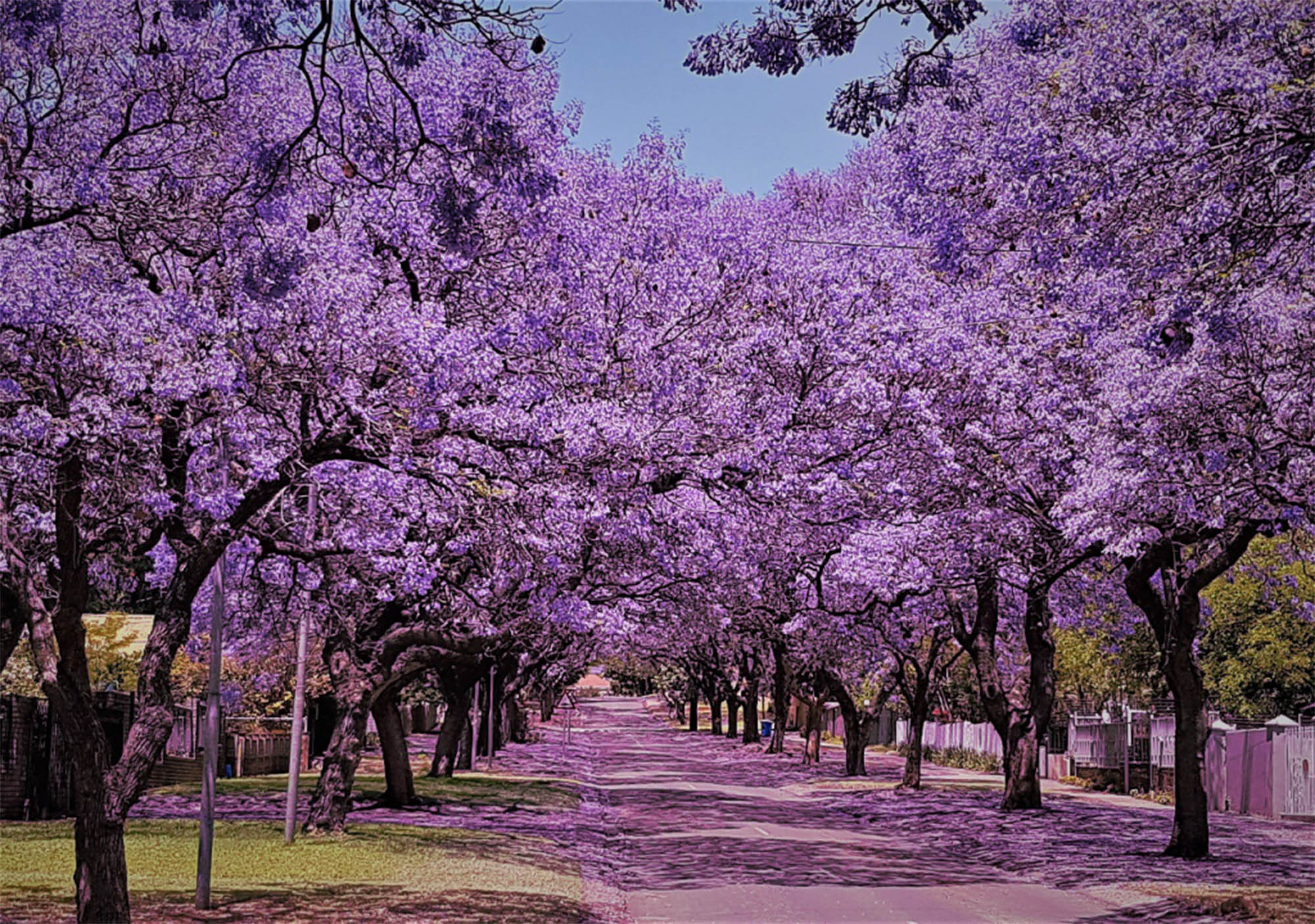 The Spectacular Jacaranda Tree The Leader Newspaper