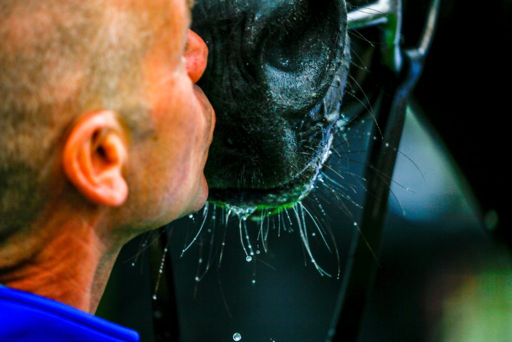 Racing plans will allow owners to attend race meetings behind closed doors from July 4