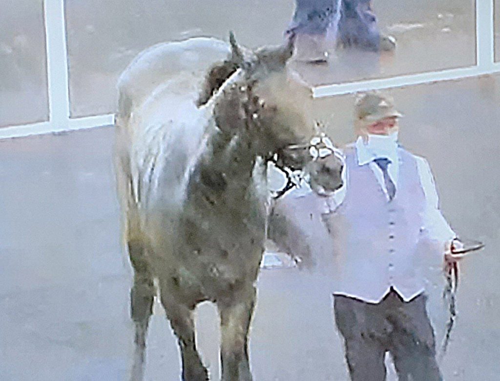 Northumberland Plate winner Caravan Of Hope with masked handler.