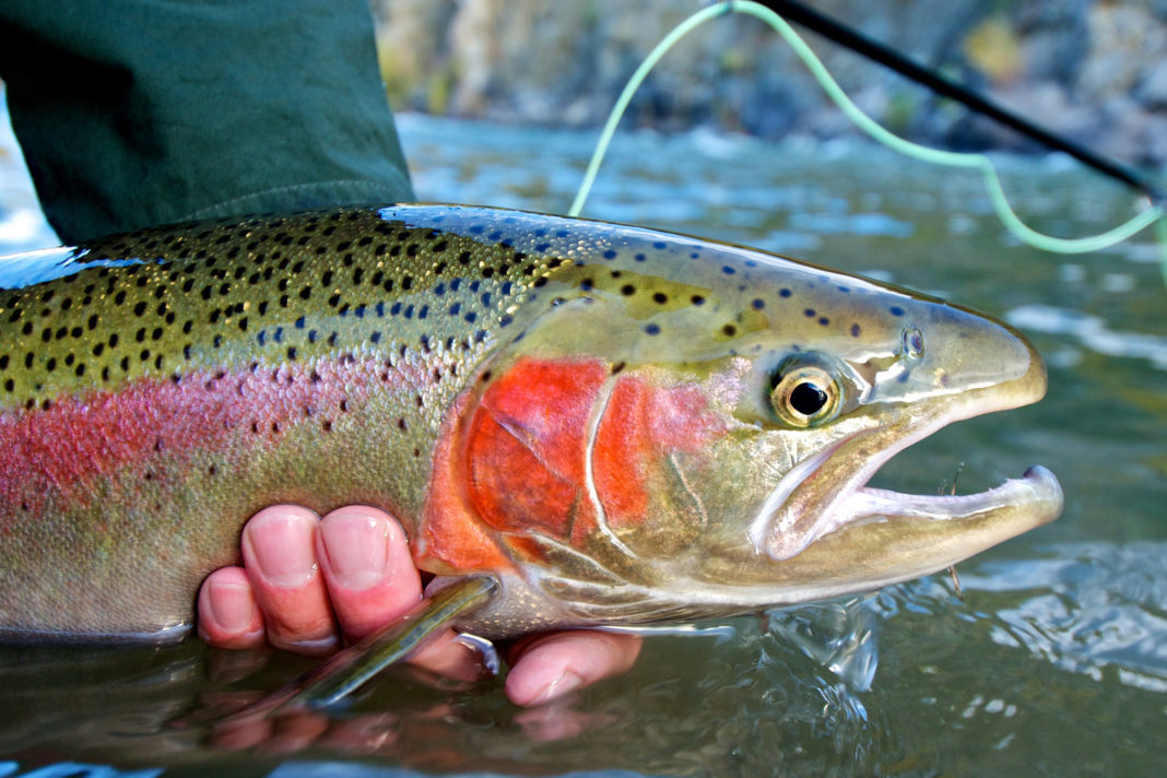 Steelhead trout caught while fly fishing 9 Things You Should Bring When You Go Fly Fishing