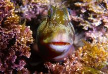 Fish species return to Torrevieja at Juan Aparicio – amid Mar Menor neglect