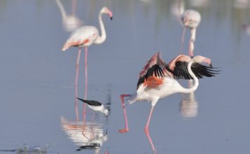 The Leader Newspaper Edition 828 Flamingoes in the Natural Park El Hondo