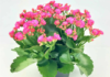 Kalanchoe – Widows Thrill – starry flowers blooming in winter to spring Kalanchoe - Widows Thrill - starry flowers blooming in winter to spring
