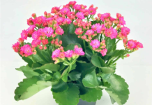 Kalanchoe – Widows Thrill – starry flowers blooming in winter to spring Kalanchoe - Widows Thrill - starry flowers blooming in winter to spring