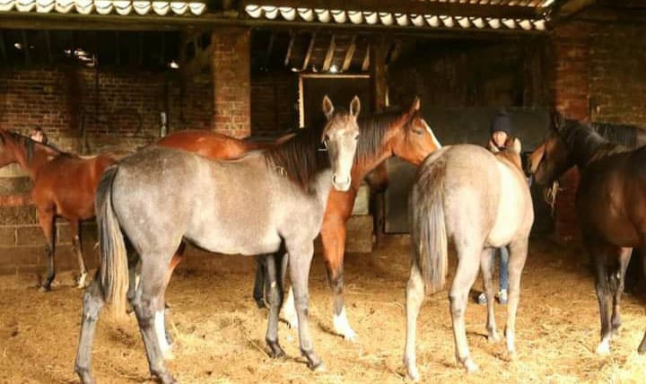 Yearlings formerly in Blue Spinnaker's care 'doing well' - Vimarsana News