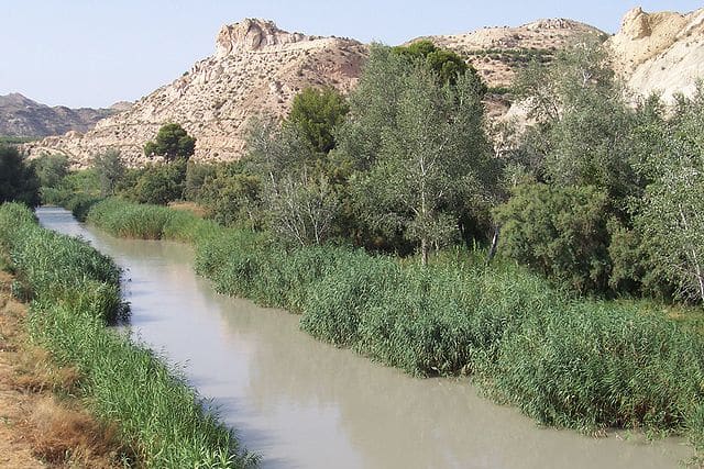 Does the clearing of reeds in the river Segura serve a useful purpose?