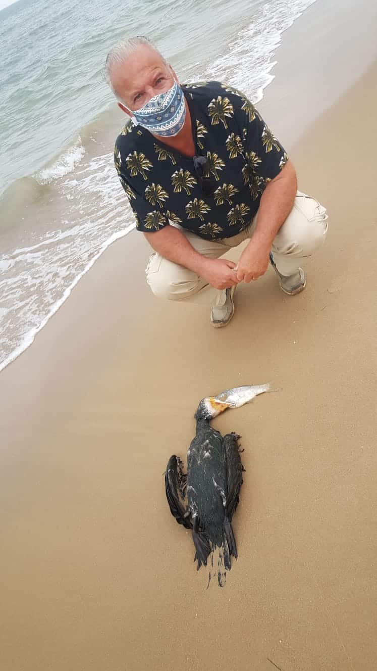 Reporter Andrew Atkinson found a Cormorant on Guardamar shore choked on sea bass.