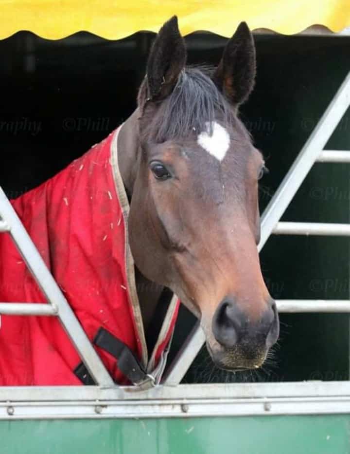 Legend the 'Bush Monster' in his stable who won at Haydock last month to return a fifth win of the season. Photo: Philip Kirby Racing.