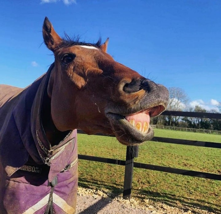 Cloth Cap: 4-1 odds for National glory 'crazy'.