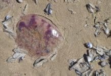 Storms washup thousands of jellyfish at La Mata La Mata: thousands of Sails Velellas dead, strewn along large stretches of shoreline alongside other jellyfish. Photos: Helen Atkinson.