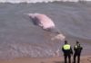 Decomposed whale washed ashore on Guardamar beach Decomposed whale washed ashore on Guardamar beach