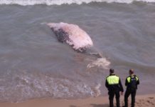 Decomposed whale washed ashore on Guardamar beach Decomposed whale washed ashore on Guardamar beach