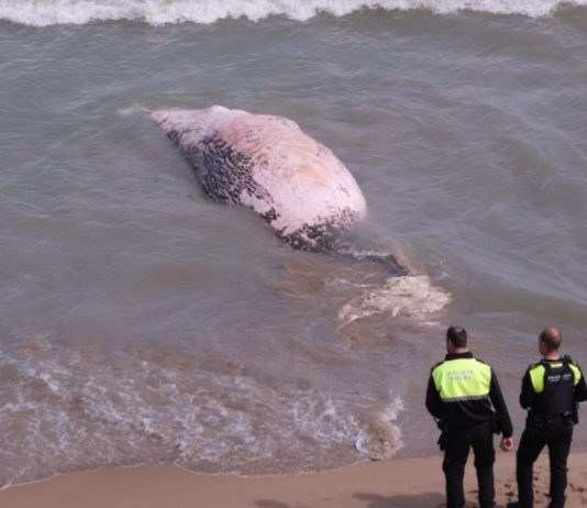 Decomposed whale washed ashore on Guardamar beach Decomposed whale washed ashore on Guardamar beach
