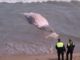 Decomposed whale washed ashore on Guardamar beach Decomposed whale washed ashore on Guardamar beach