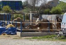 Man dies in Valencia after being dragged by a runaway camel Camels belonging to the company that organised the excursion.