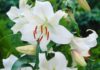 Garden Felix –Â Casa Blanca classic Oriental Lily Casa Blanca classic Oriental Lily
