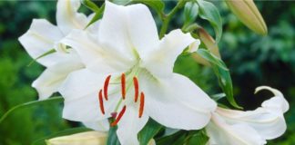 Garden Felix –Â Casa Blanca classic Oriental Lily Casa Blanca classic Oriental Lily