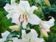 Garden Felix –Â Casa Blanca classic Oriental Lily Casa Blanca classic Oriental Lily