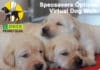 Virtual Dog Walk on the Costa Blanca to raise money for guide dogs Virtual Dog Walk to raise money for guide dogs