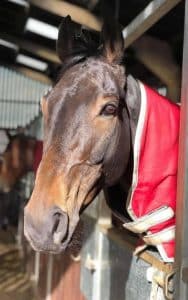 Phil Kirby trained Epsom Des Mottes a fatality at Hexham, after being pulled up.