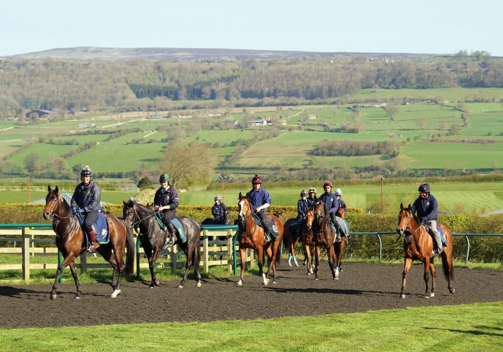 A selection of horses trained by Mark Johnston on the gallops