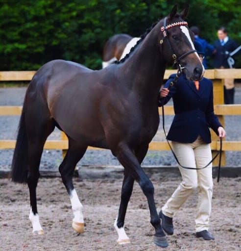 Annabelle and Bertie at the NCPA Pony of the Year at Warren Farm Liverpool.